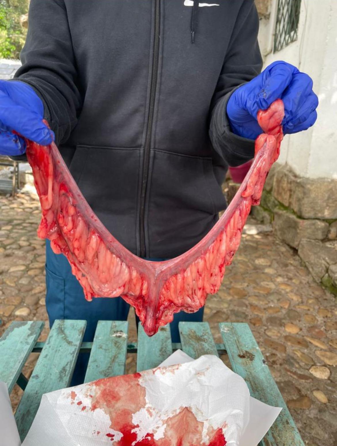 Manejo clínico de tejidos durante un procedimiento veterinario.